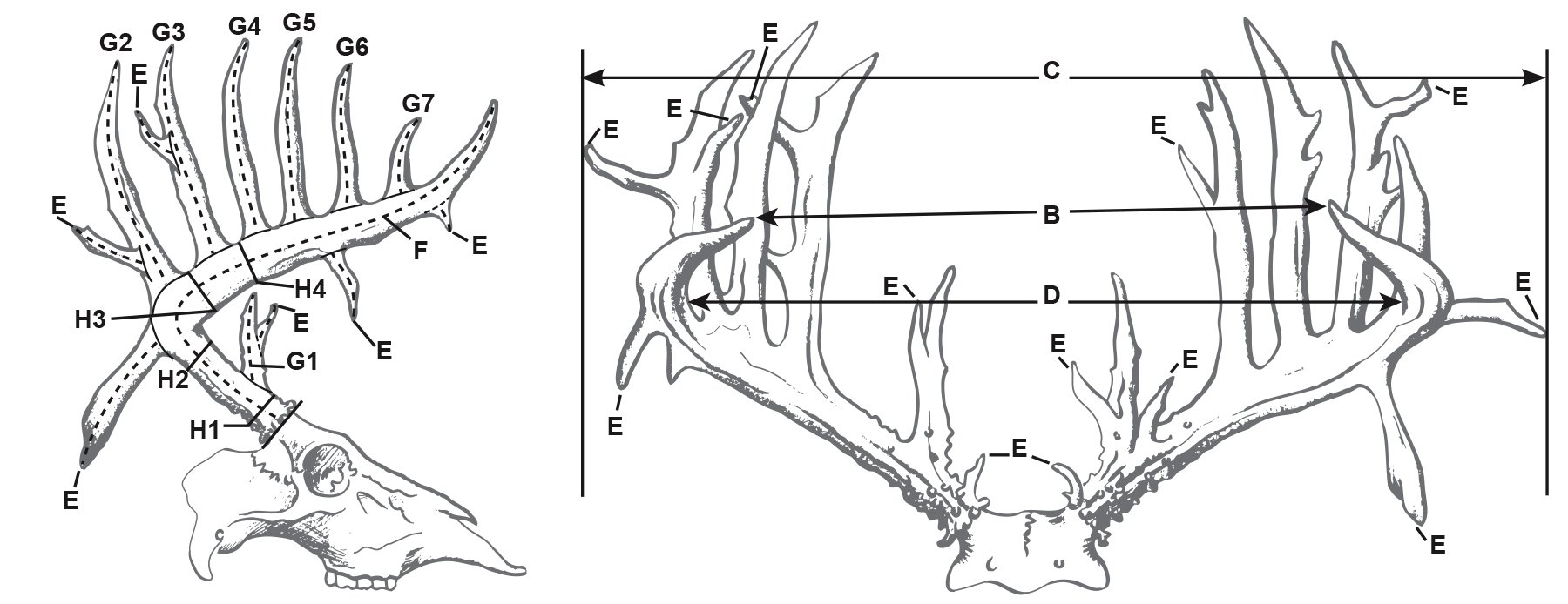 Size Matters: How to Score a Buck