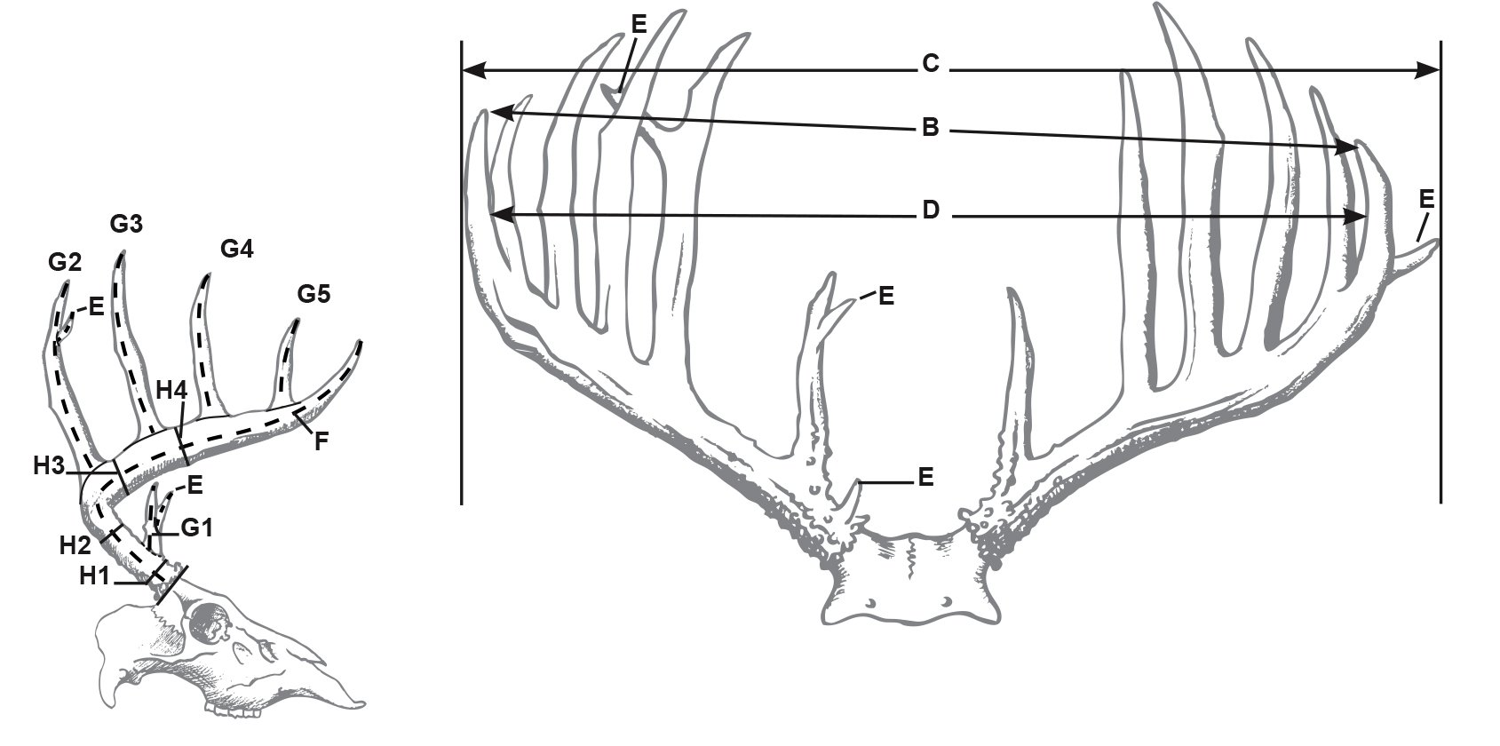 Scoring Your Trophy: typical whitetail deer